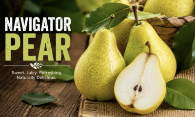 Navigator Pear: Complete Guide to Features, Benefits, and Uses