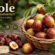 Žižole: Ancient Superfruit Benefits, Uses, Nutrition and Growth